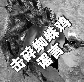 畜牧协会澄清蜘蛛鸡 称京沪穗鸡肉不含激素