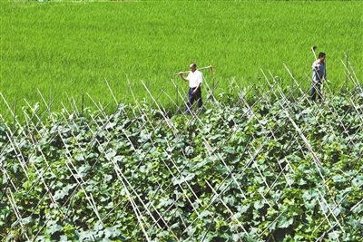 食品安全成民生头等大事“餐桌自救”存诸多问题