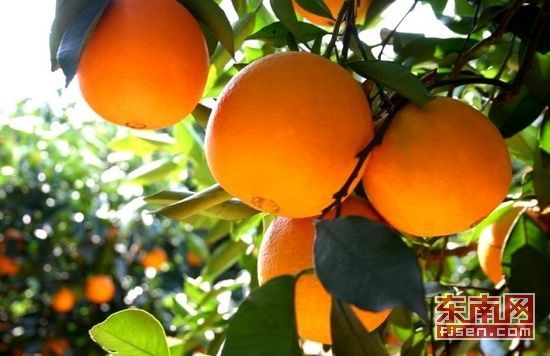 赣州“三南”齐上阵 全力打造“江西南大门”