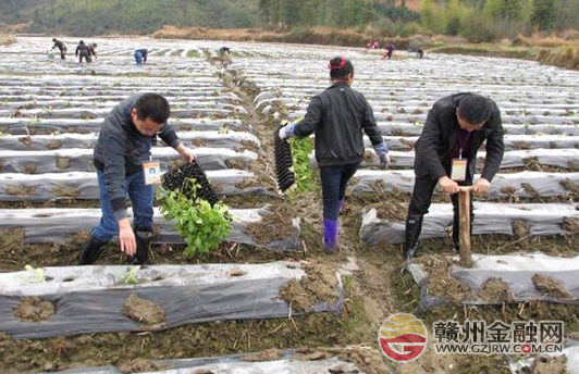 安远邮储银行“三送”干部抢抓时节种烟忙