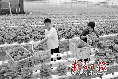 广州进入强降水集中期，农作物若受灾不仅影响农民收入，也会影响到市民的菜篮子供应。南方日报记者